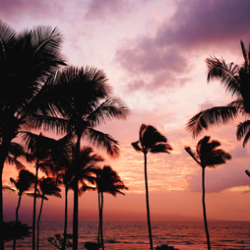 Tropical skyline at dusk giving a Hawaiian vibe